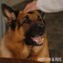petting rex hudson and rex good boy good dog