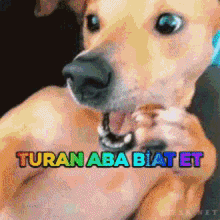Turan Ab GIF - Turan Ab Biat GIFs