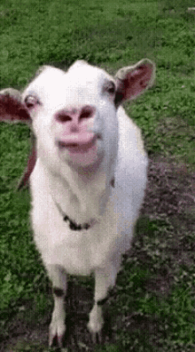 Goat Licking GIF - Goat Licking Funny Animals GIFs
