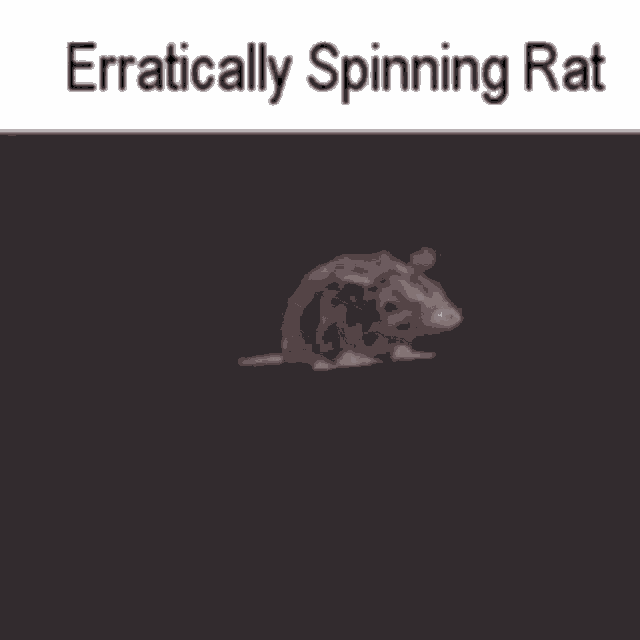 Erratically Spinning Rat Erratic 