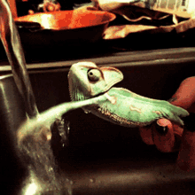 Wash Your Hands Chameleon GIF - Wash Your Hands Chameleon Pet GIFs