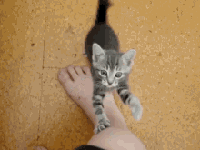 Plz GIF - Cats Kittens Begging GIFs