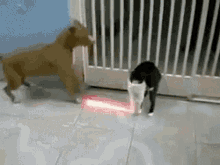 Cat Fight Dog GIF - Cat Fight Dog Light Saber GIFs