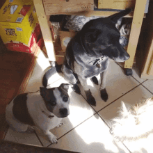 Dogs Agree GIF - Dogs Agree Love GIFs