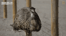 Emu Sneaky GIF - Emu Sneaky Sneaking GIFs