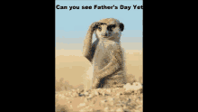 can you see fathers day yet meerkat its coming