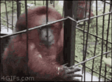 onikawoo onikawoo