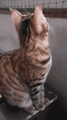 Rigani Cat GIF - Rigani Cat Bengal GIFs