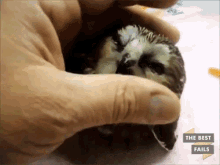 Baby Owl GIF - The Best Fails Best Fail Gifs Collab Clips GIFs
