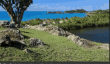 the bachelorette tortoise island view