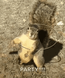 Squirrel Rotating GIF - Squirrel Rotating Ring GIFs