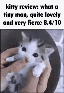 Cat Kitty GIF - Cat Kitty Kitty Review GIFs
