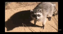 Act Natural Raccoon GIF - Act Natural Raccoon Funny Animals GIFs