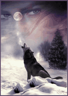 Wolf Moon GIF - Wolf Moon Snow GIFs
