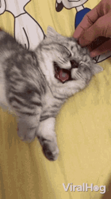 kitten viralhog cat pet petting kitten viralhog cat pet petting