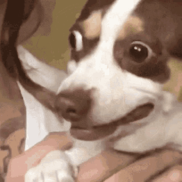 Dog Worried GIF - Dog Worried Scared - Descubre &amp; Comparte GIFs