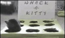 Kitten Whack A Kitty GIF - Kitten Whack A Kitty Arcade GIFs