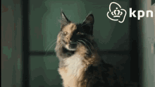 Kpn Kat GIF - Kpn Kat Cat GIFs