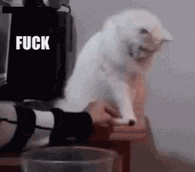 Silly Cat GIF - Silly Cat Fuck This GIFs