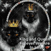 Cat Gato Black Sparkle Twinkle GIF - Cat Gato Black Sparkle Twinkle King Queen GIFs