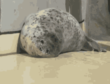 Seal Chonk GIF - Seal Chonk Fat GIFs