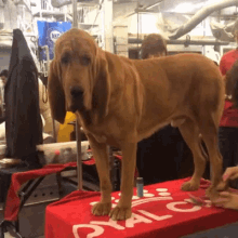 bloodhound bloodhound