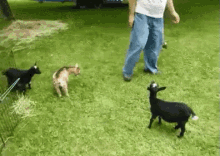 goat kick spirit animal