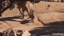 Push Knocked Over Ouch GIF - Push Knocked Over Ouch It Hurts GIFs