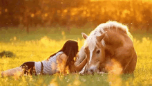 horse pet love