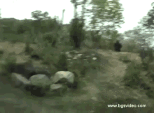 Gorilla Walking Run GIF - Gorilla Walking Run GIFs