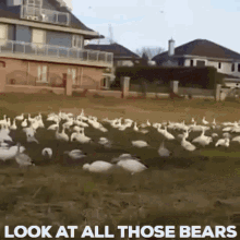 Look At All Those Chickens Look At All Those Bears GIF - Look At All Those Chickens Look At All Those Bears GIFs