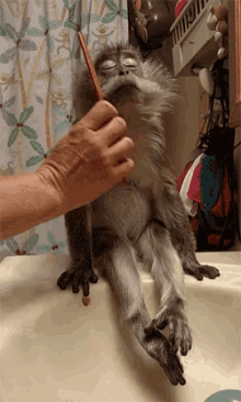 Well Done Human, I'Ll Have My Tea By The Pond Today. GIF - Groovy GIFs