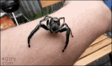 Spider Crawl GIF - Spider Crawl Jump GIFs