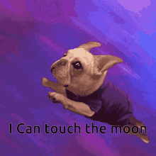 I Can Touch The Moon Dog GIF - I Can Touch The Moon Dog Cute GIFs