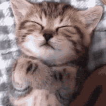 Good Night Cute GIF - Good Night Cute Kitty GIFs