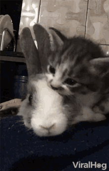 Viralhog Kitten GIF - Viralhog Kitten Bunny GIFs