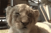 Lion Cub Cute Animals GIF - Lion Cub Cute Animals So Tired GIFs
