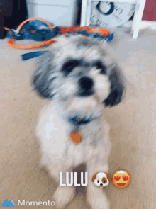 Lulu Doggo GIF - Lulu Doggo Aww GIFs