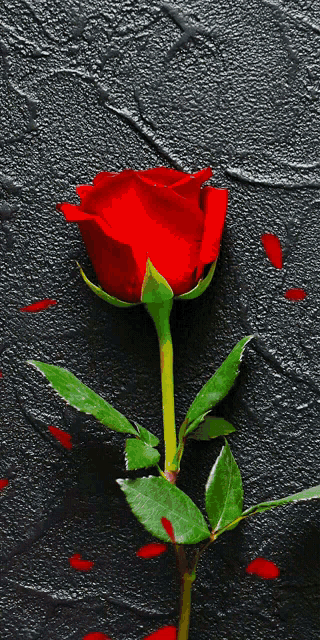 роза GIF - Роза - Discover & Share GIFs