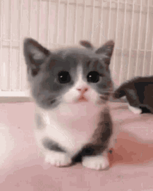 Cute Cat GIF - Cute Cat GIFs