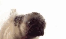Pug Dog GIF - Pug Dog Cleaning Window GIFs