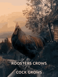 Hen Chicken GIF - Hen Chicken Rooster GIFs