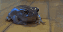 frog dumpy frog