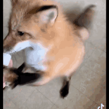 Dwinterlude Fox GIF - Dwinterlude Fox Fox Eating GIFs