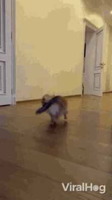Shake Viralhog GIF - Shake Viralhog Puppy GIFs