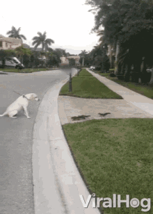 dog squirrels have a standoff dog and squirrels have a standoff squirrels dog stand off dog squirrels have a standoff dog and squirrels have a standoff squirrels dog stand off