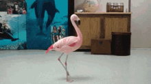 Pinkflamingo Wtf GIF - Pinkflamingo Flamingo Pink GIFs