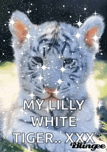 Tiger Tiger Cub GIF - Tiger Tiger Cub My Lilly White Tiger GIFs