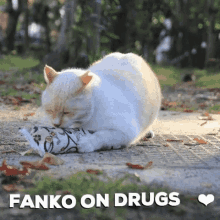 fanko on drugs cat