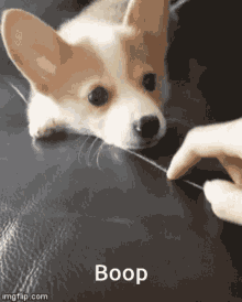 Boop Corgi GIF - Boop Corgi Puppy GIFs